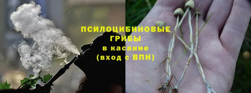 Галлюциногенные грибы Psilocybe  Белокуриха 